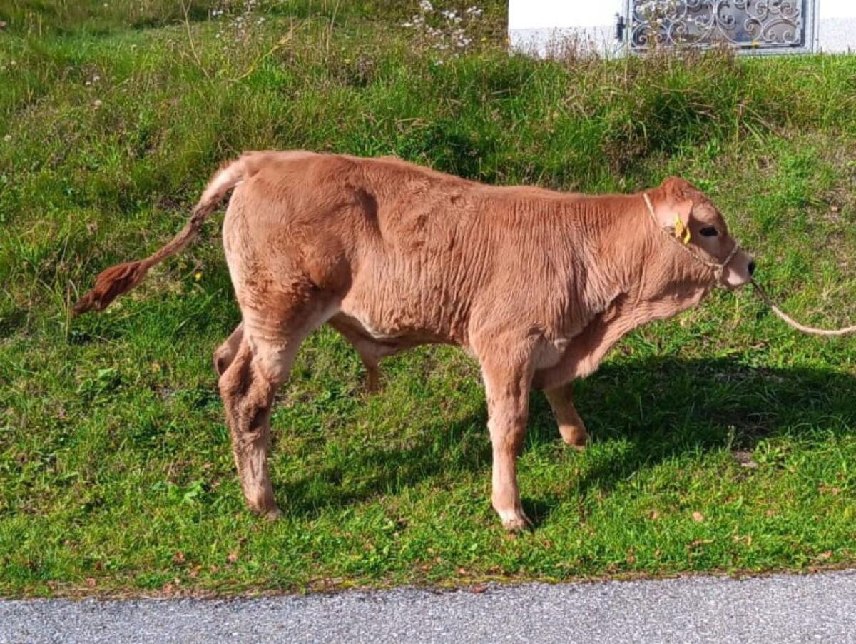 Murbodner Jungstiere 2