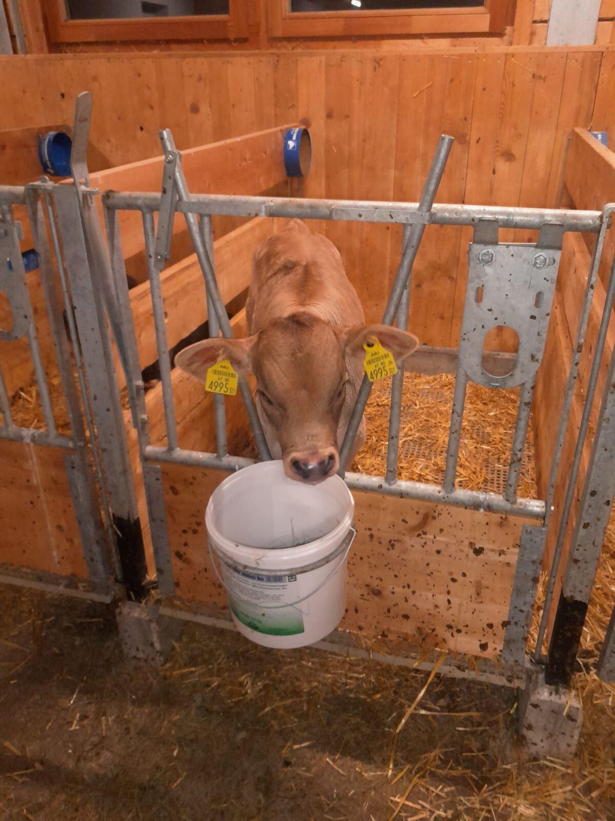 Bio Stierkalb 2