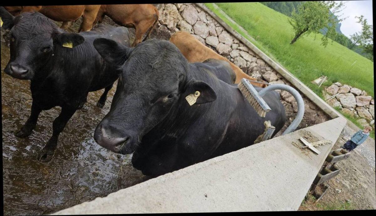 Bio Angus Stier 3