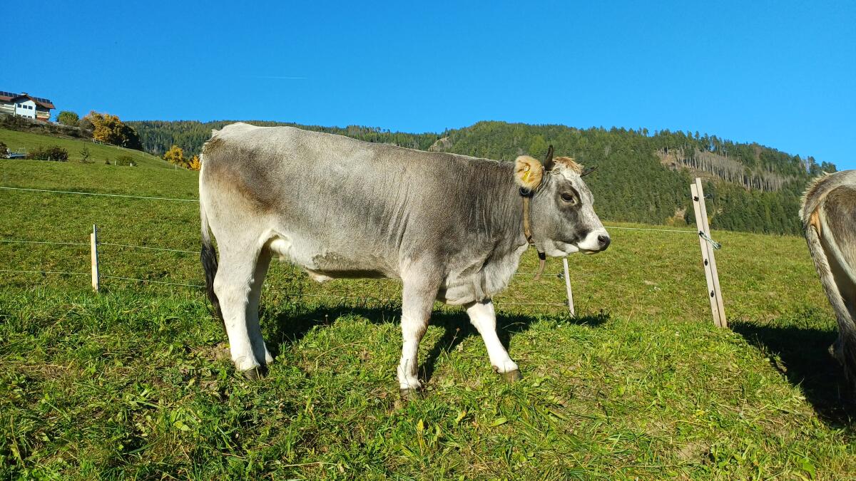 Verkaufe 2 schöne Grauvieh Kalbinnen, bio, HB-fähig 3