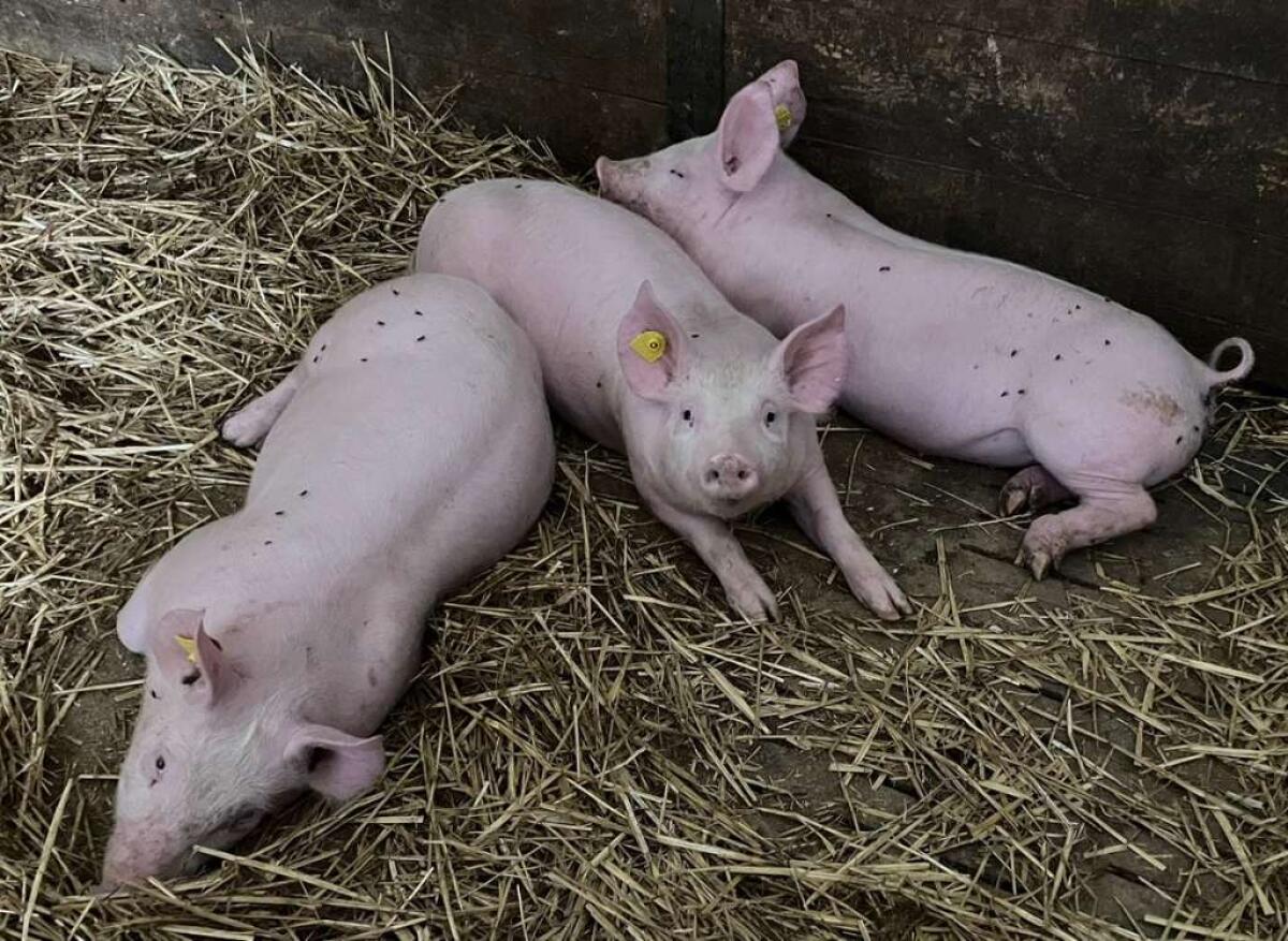 Ferkel zu verkaufen, 22 kg 3