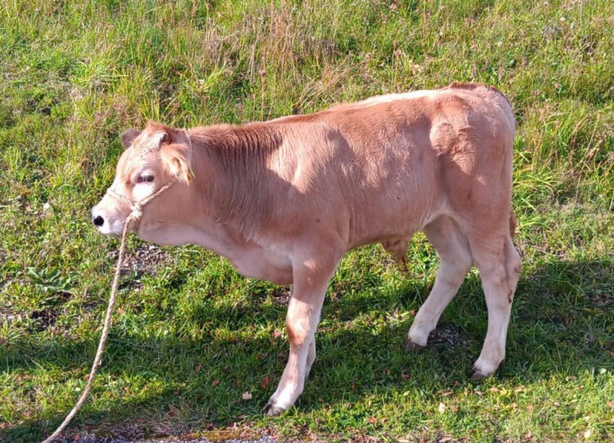 Murbodner Jungstier für Zucht 1