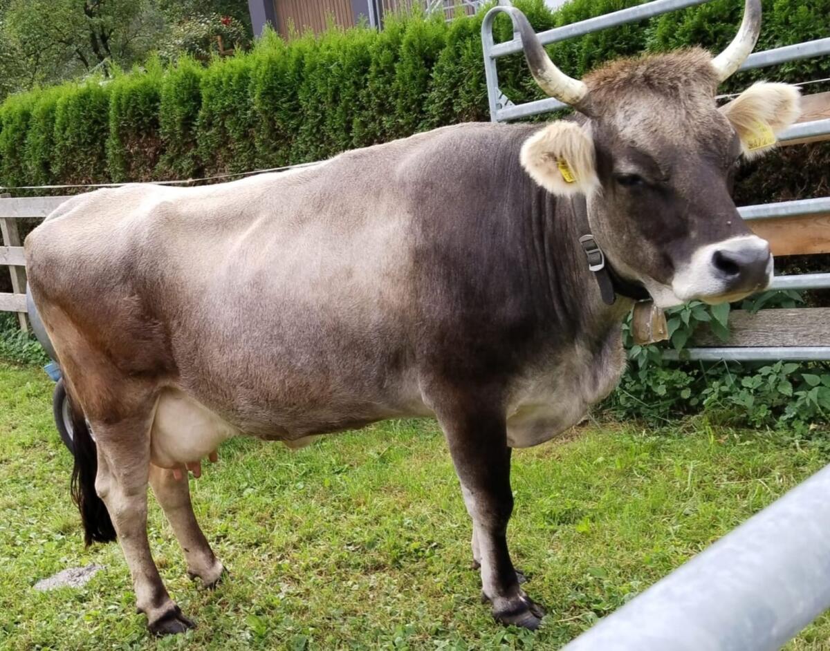 Grauviehkuh 1