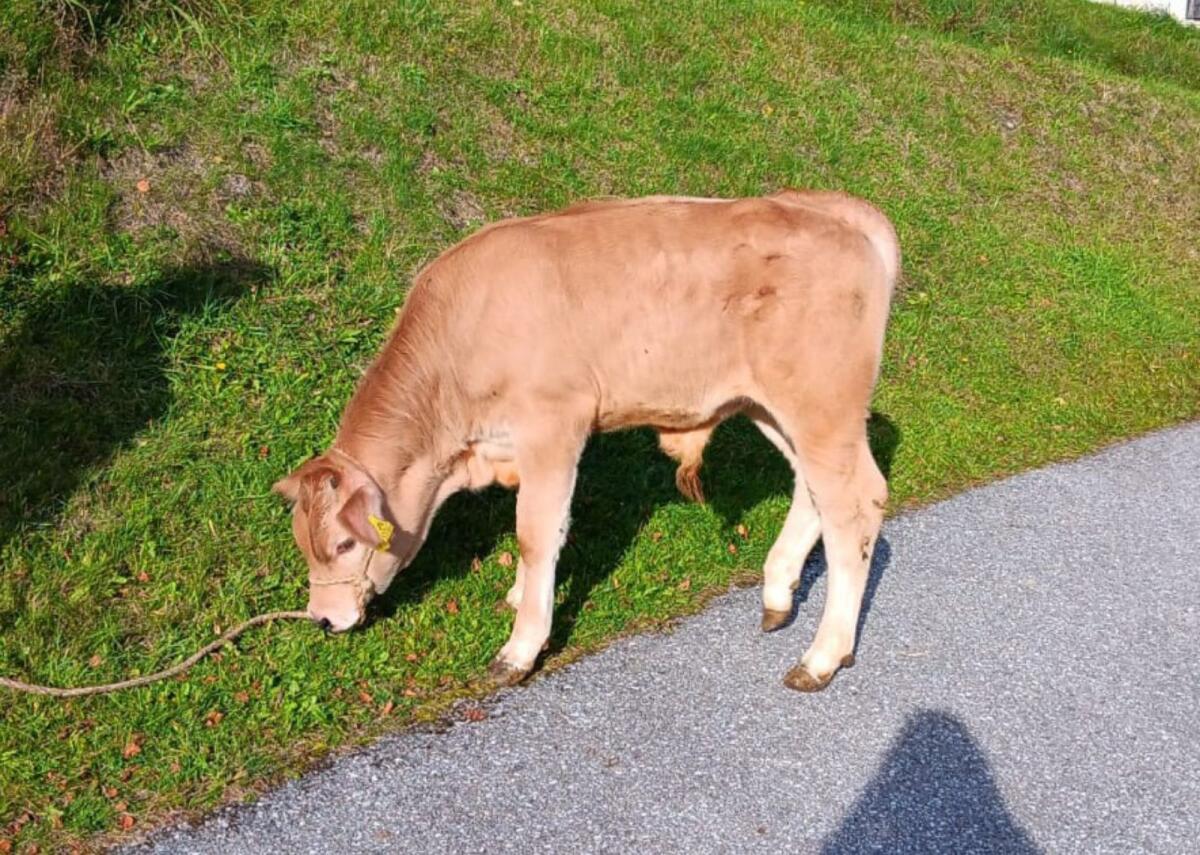 Murbodner Jungstier für Zucht 3