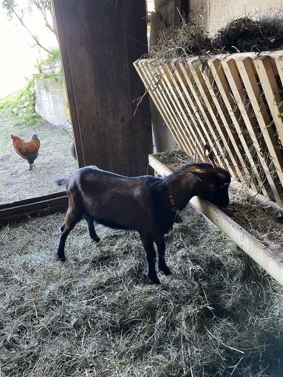 Ziegenbock 1
