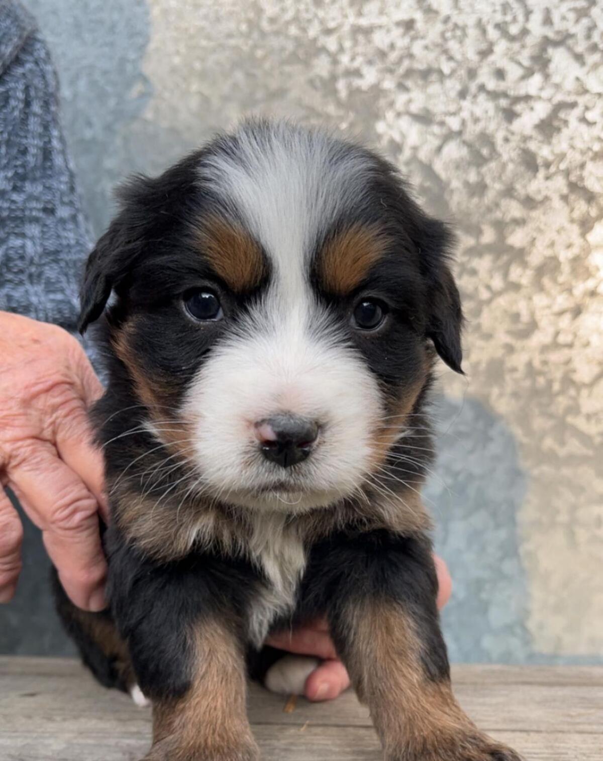 Bernersennenhunde 1