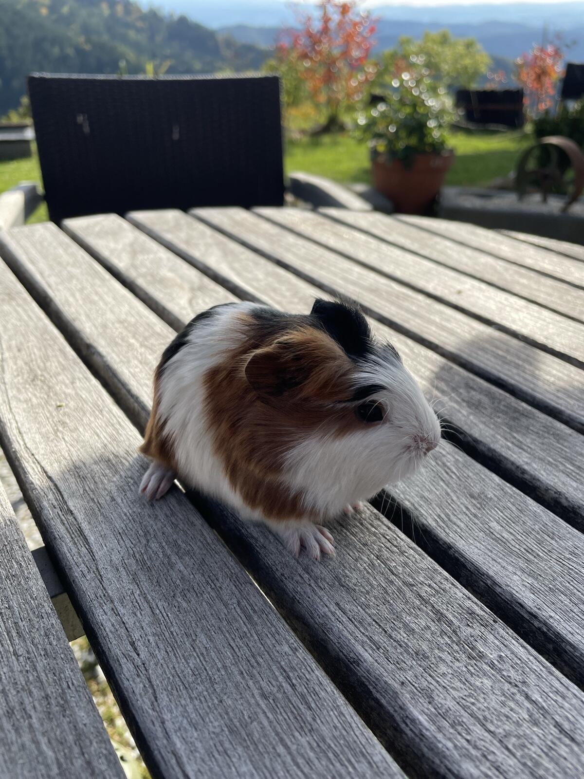Meerschweinchen 3