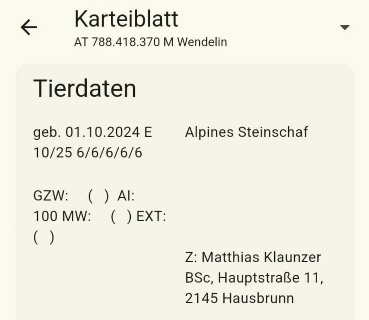 Gekörter Alpiner Steinschaf Widder 3