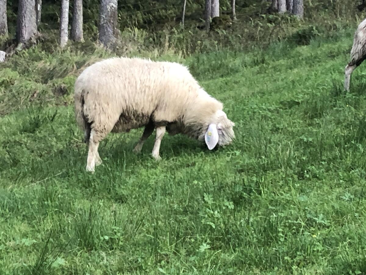 Verkaufe Schnalser Widder 2