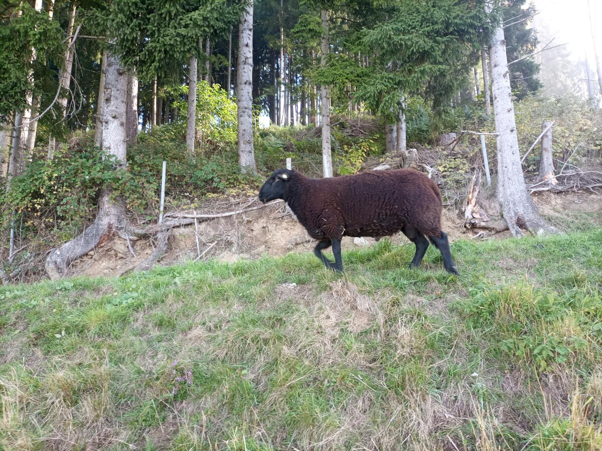 Jura Widder 3