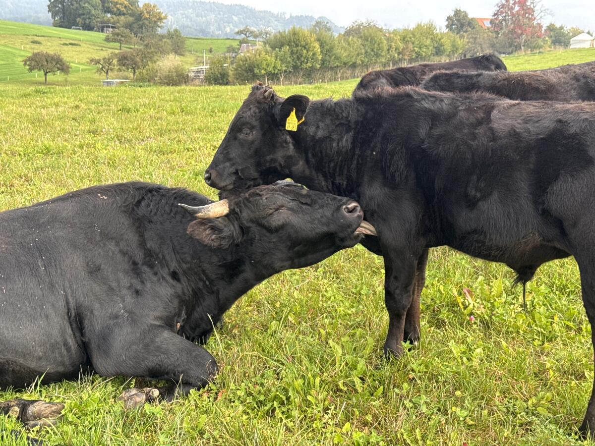 Bio Wagyu-Herde - 100% Wagyu - mit DNA-Zertifikat 1