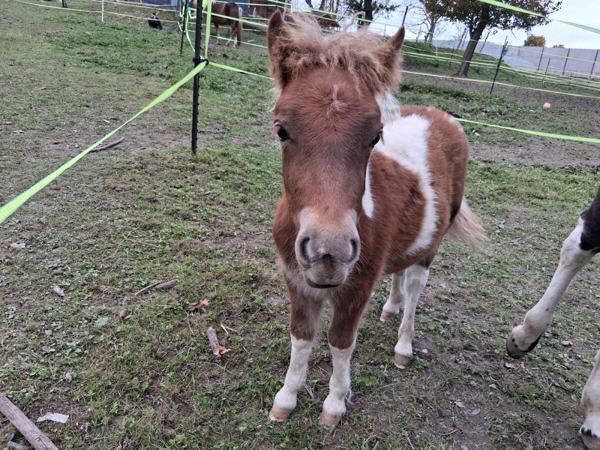 Pony zu verkaufen 1