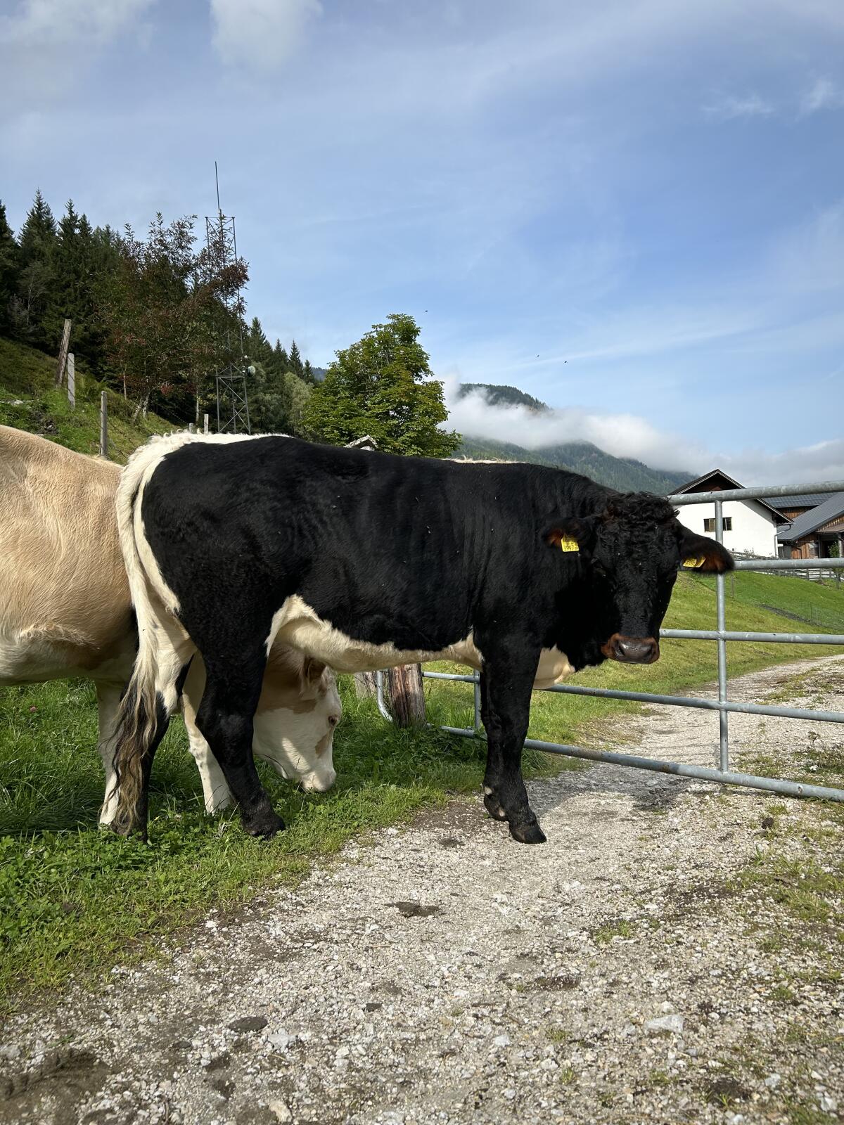Trächtige Tuxer Kalbin 1