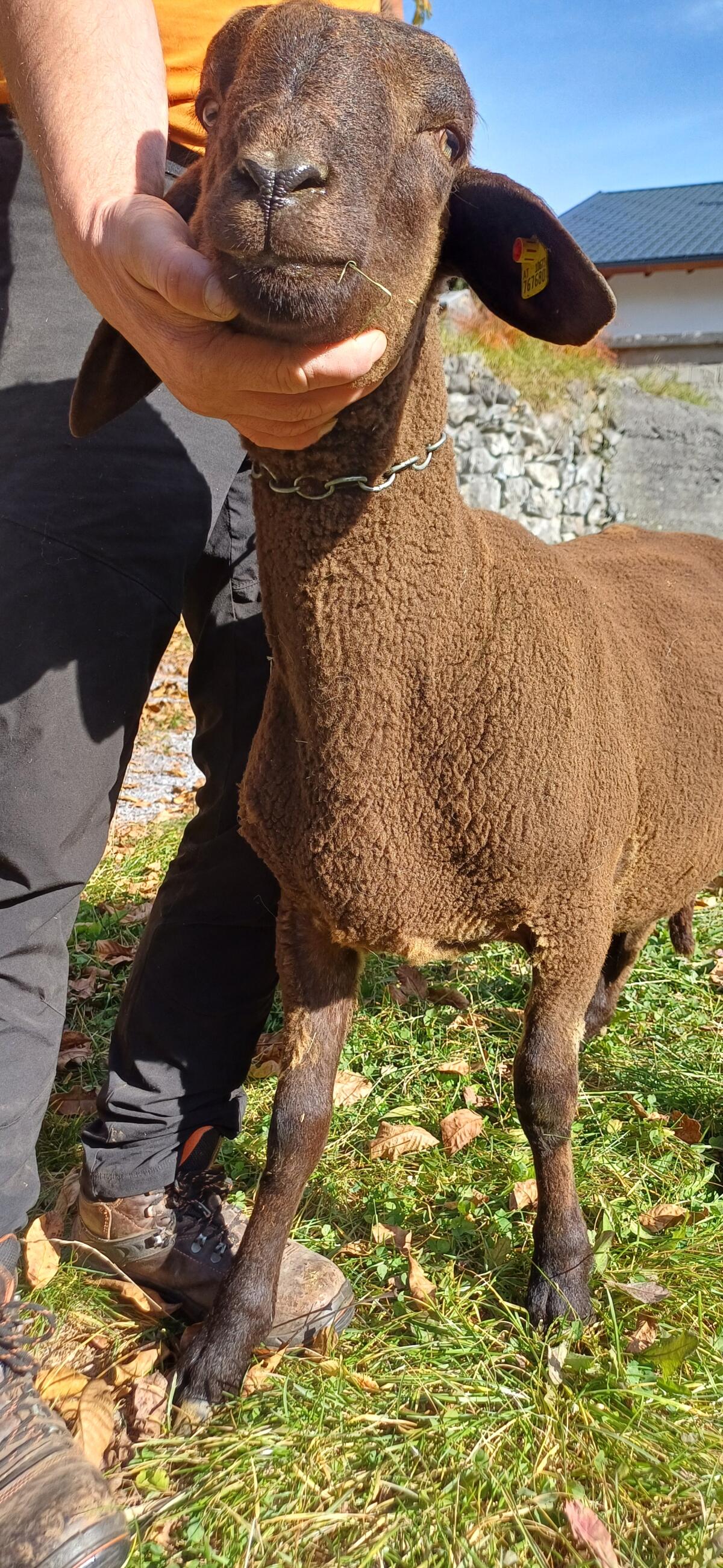Verkaufe Jungwidder 1