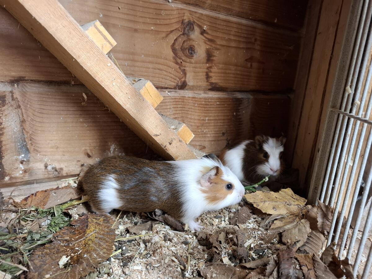 Meerschweinchen 3
