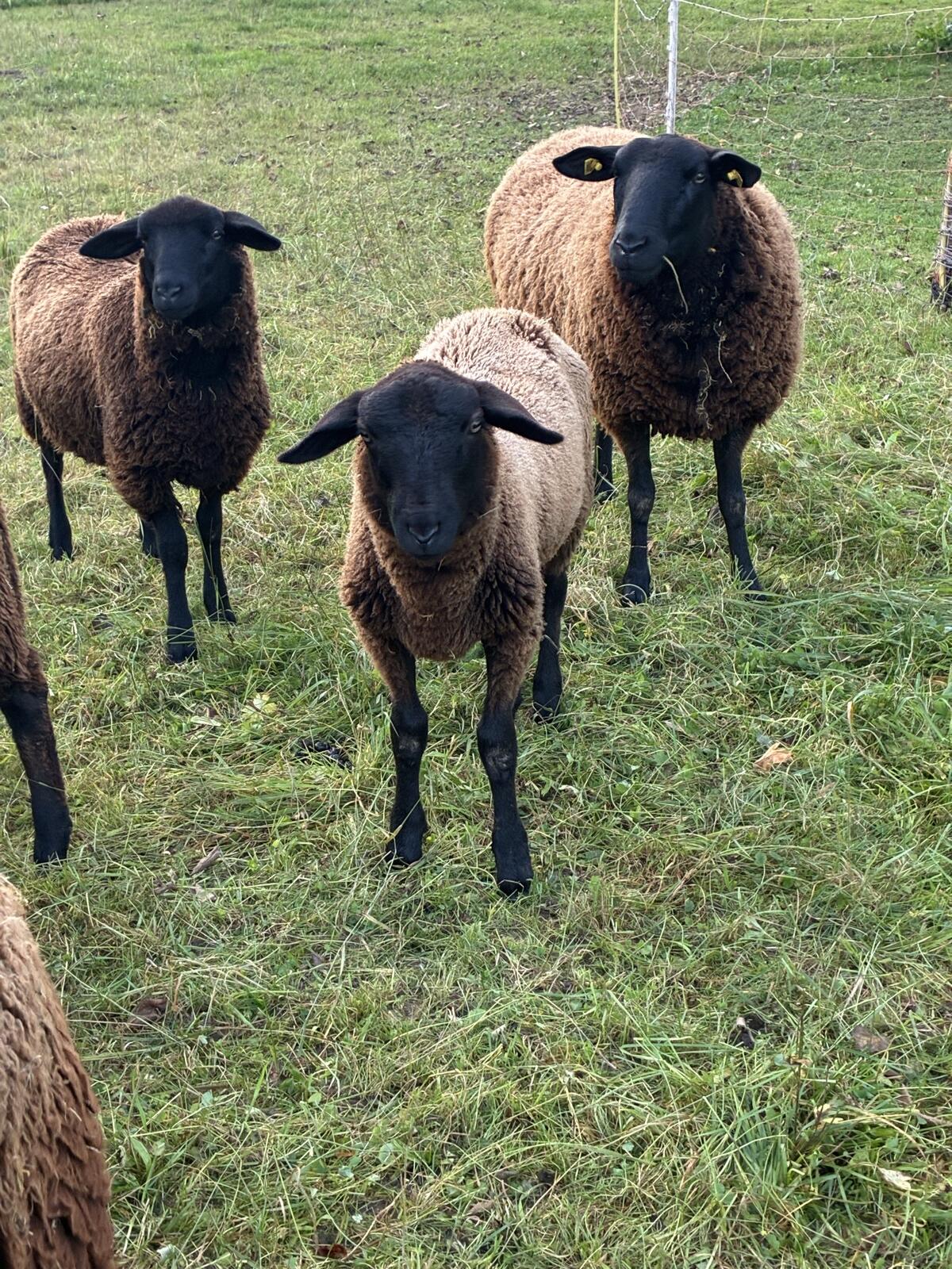 Jura Widder Lamm, reinrassig, zur Zucht 1