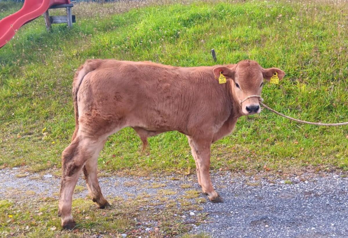 Murbodner Jungstiere 1