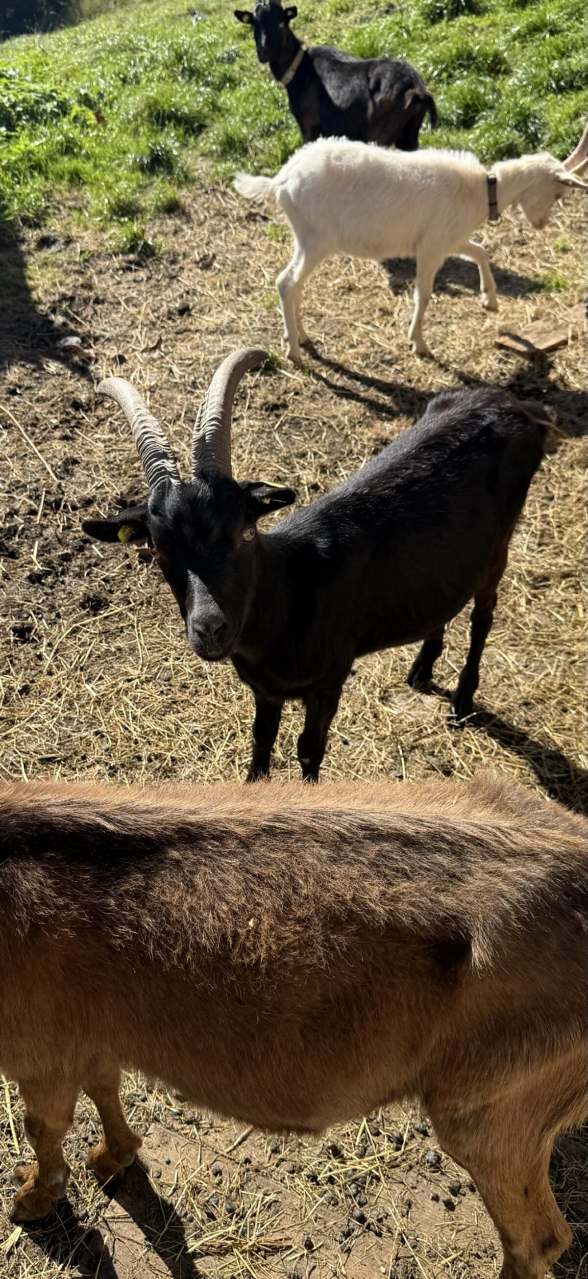 Aosta Ziege 3