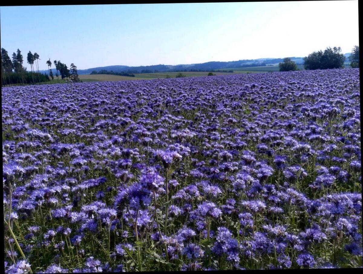 Bio Phacelia und Rotklee 1