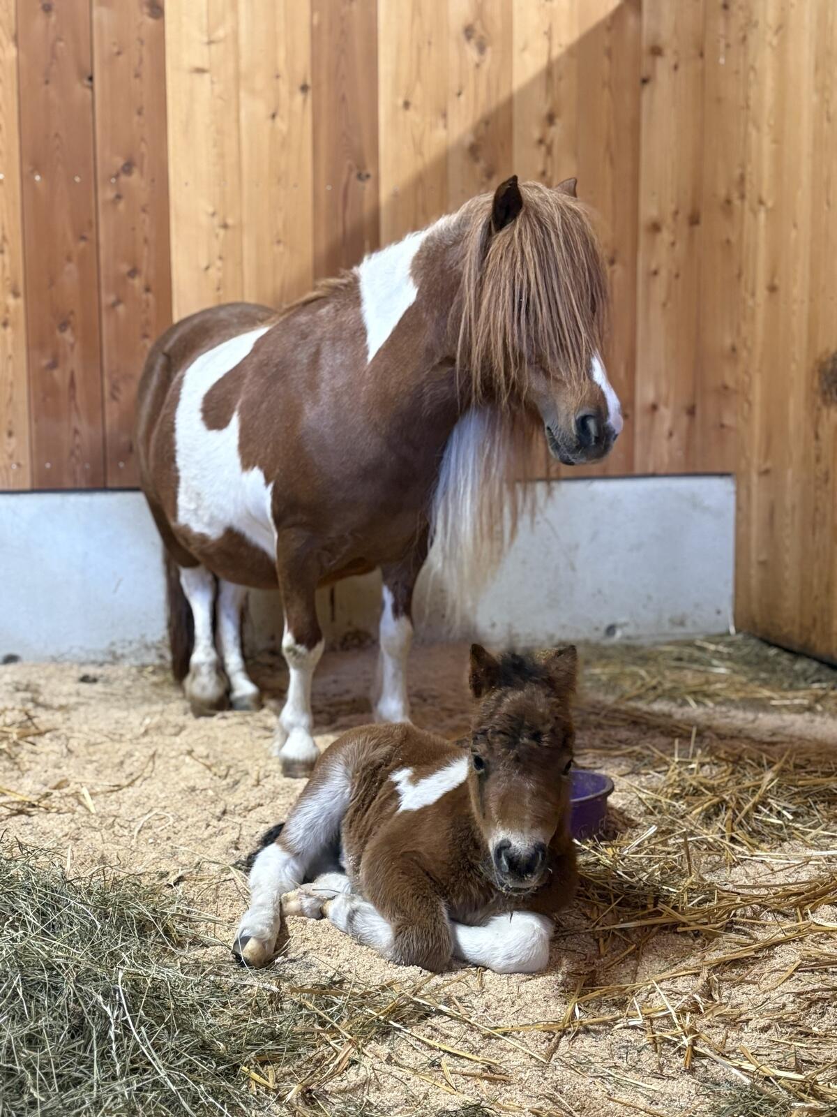 Siegerfohlen Minishetlandpony + Kumpel 3