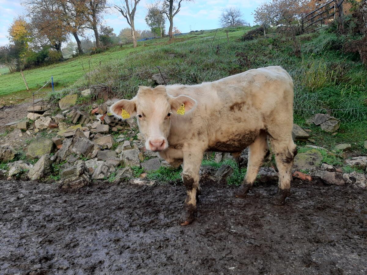 CHAROLAIS Einsteller Stier 3