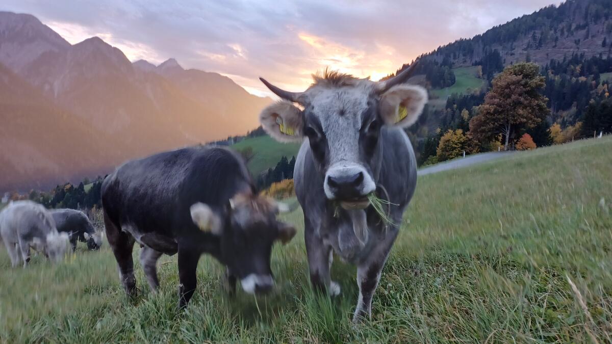 Verkaufe 2 schöne Grauvieh Kalbinnen, bio, HB-fähig 2