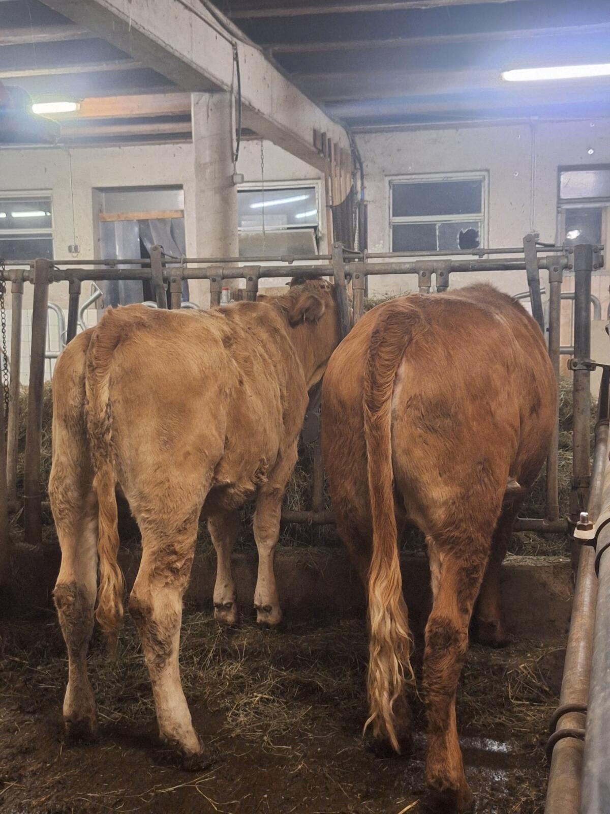 Bio Kalbinnen 1