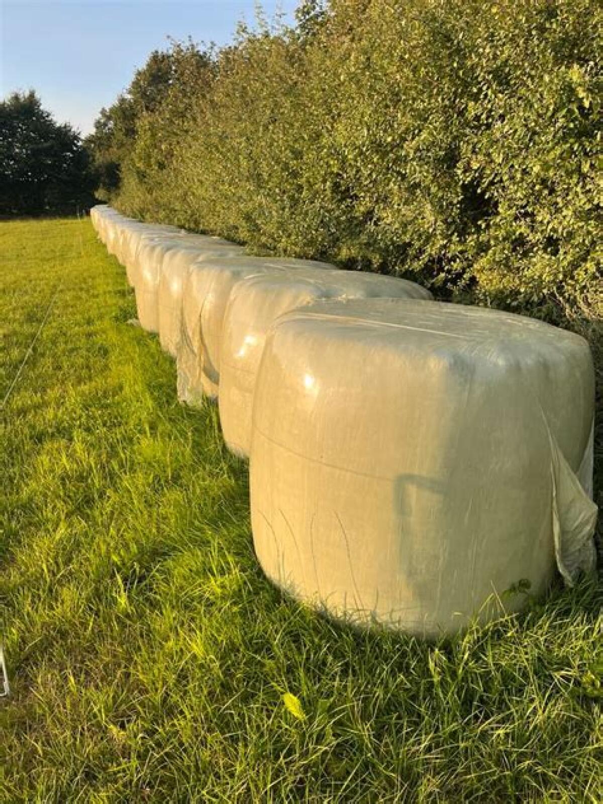 Heulage in Rundballen zu verkaufen – 8-fach gewickelt, mit Folienkern 1