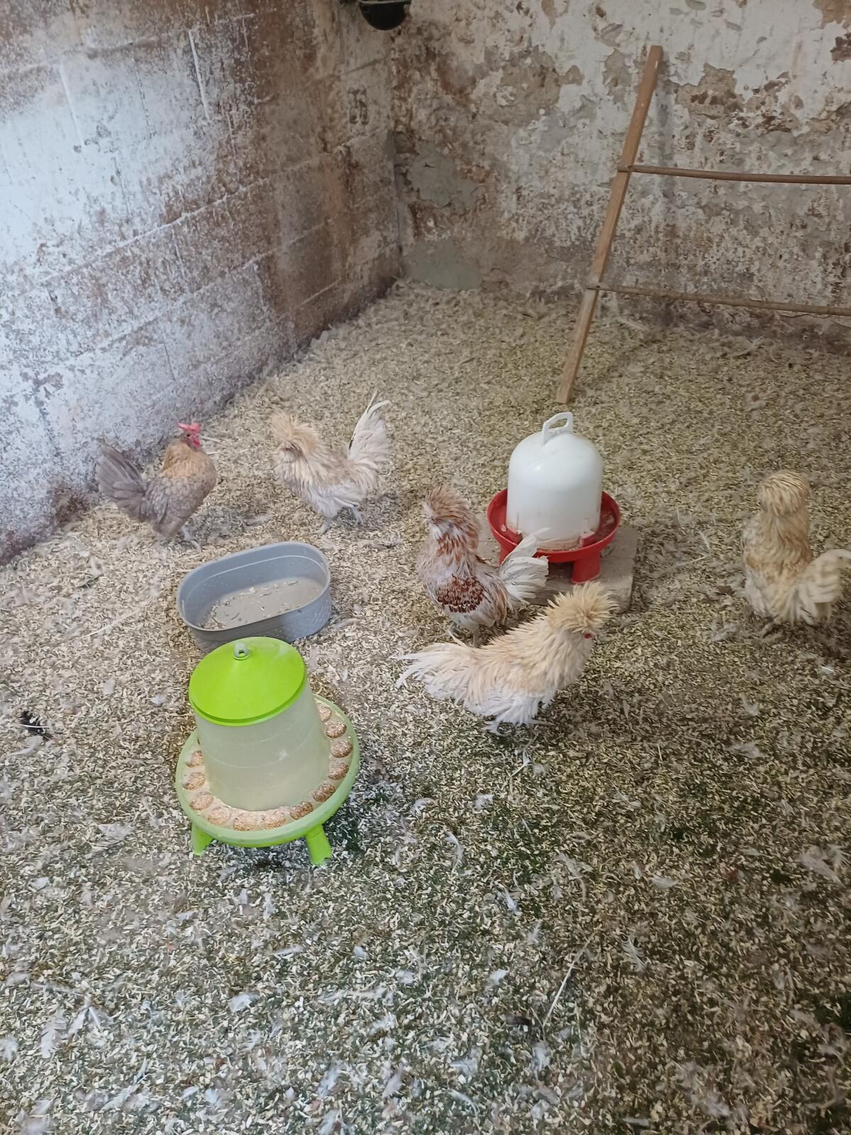 Verschiedene Hühnerrassen zu verkaufen 1