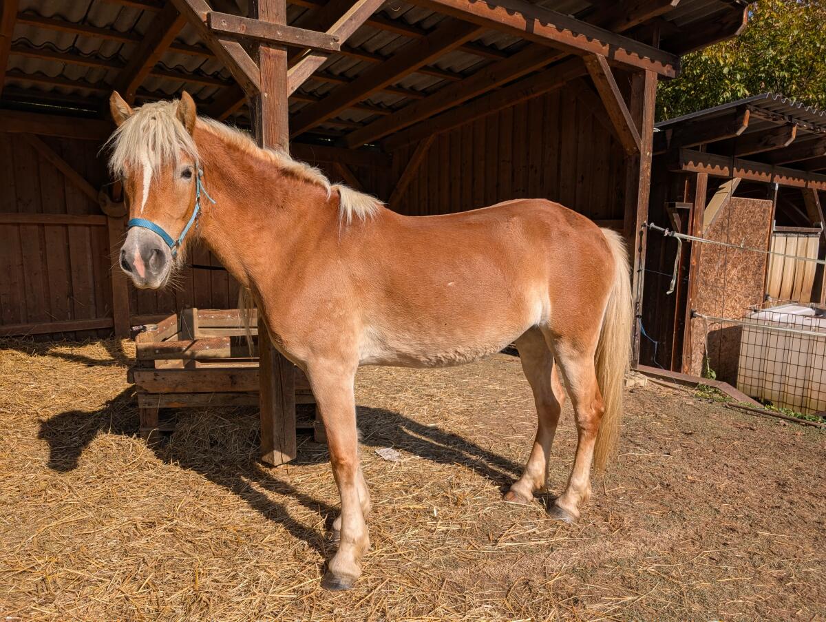 Wunderschöne Haflinger Stute, 4,5 Jahre alt, 155 cm 2