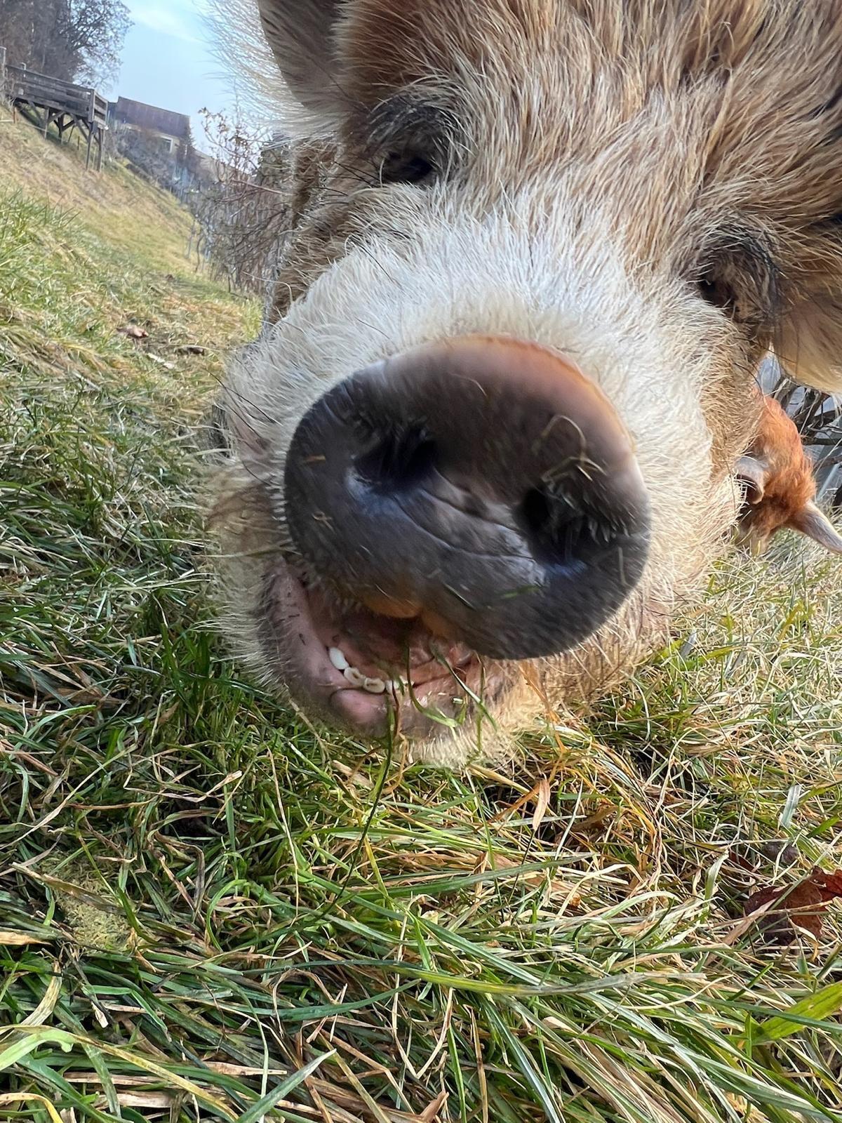 Kune Kune Zuchtpaar 3