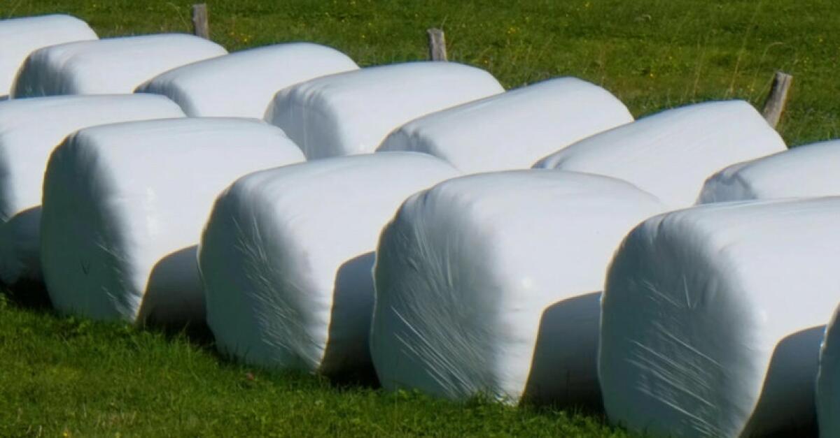 Maisballen, Maisrundballen, Maissilageballen mit EM 3