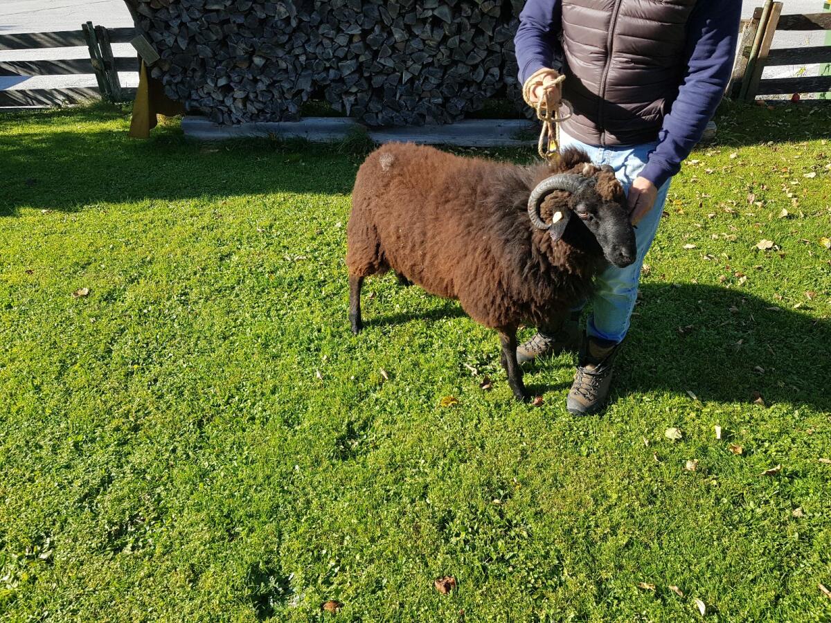 Gekörter Alpiner Steinschaf-Widder 3