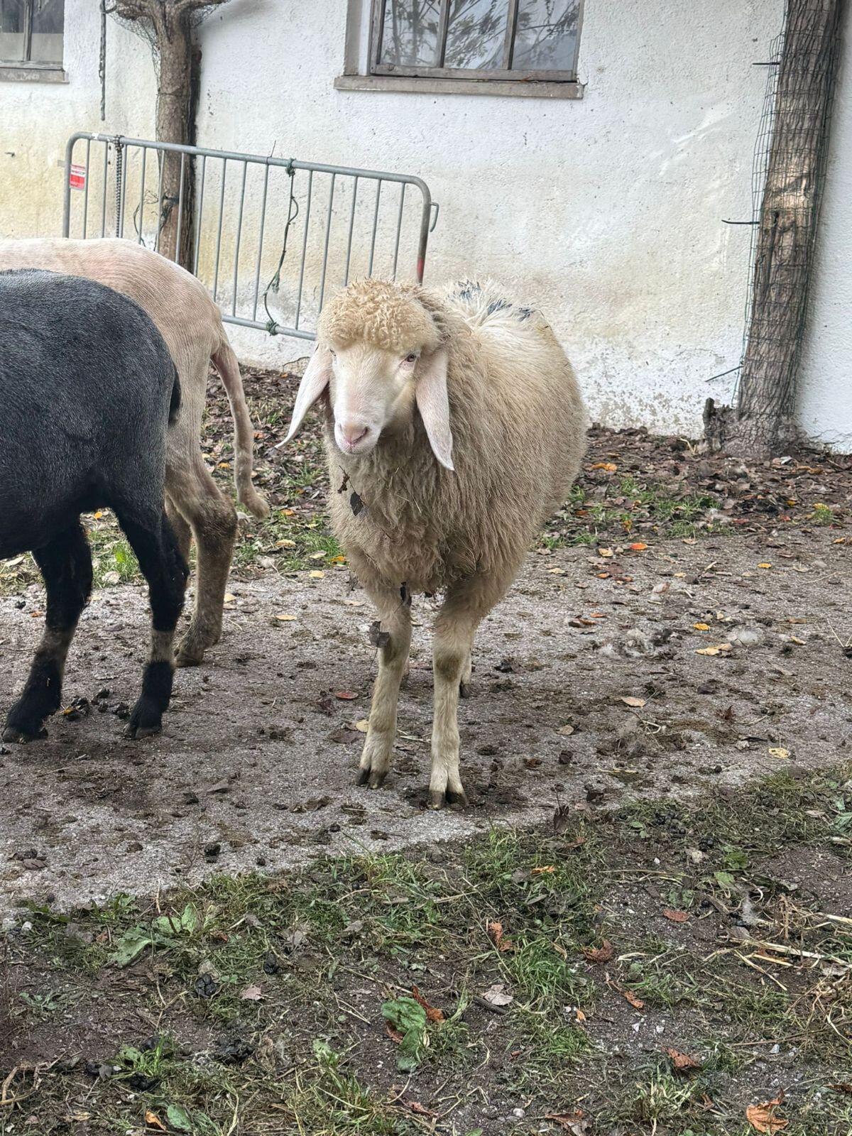 Verkaufe 2 Jungwidder, kein HB 2