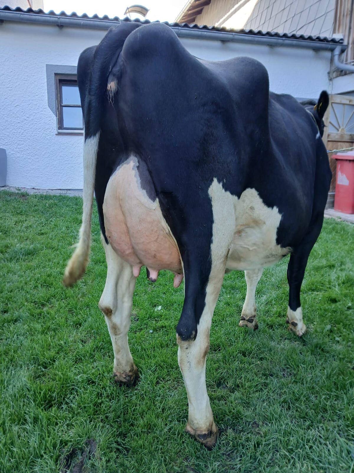Holstein Jungkuh 2