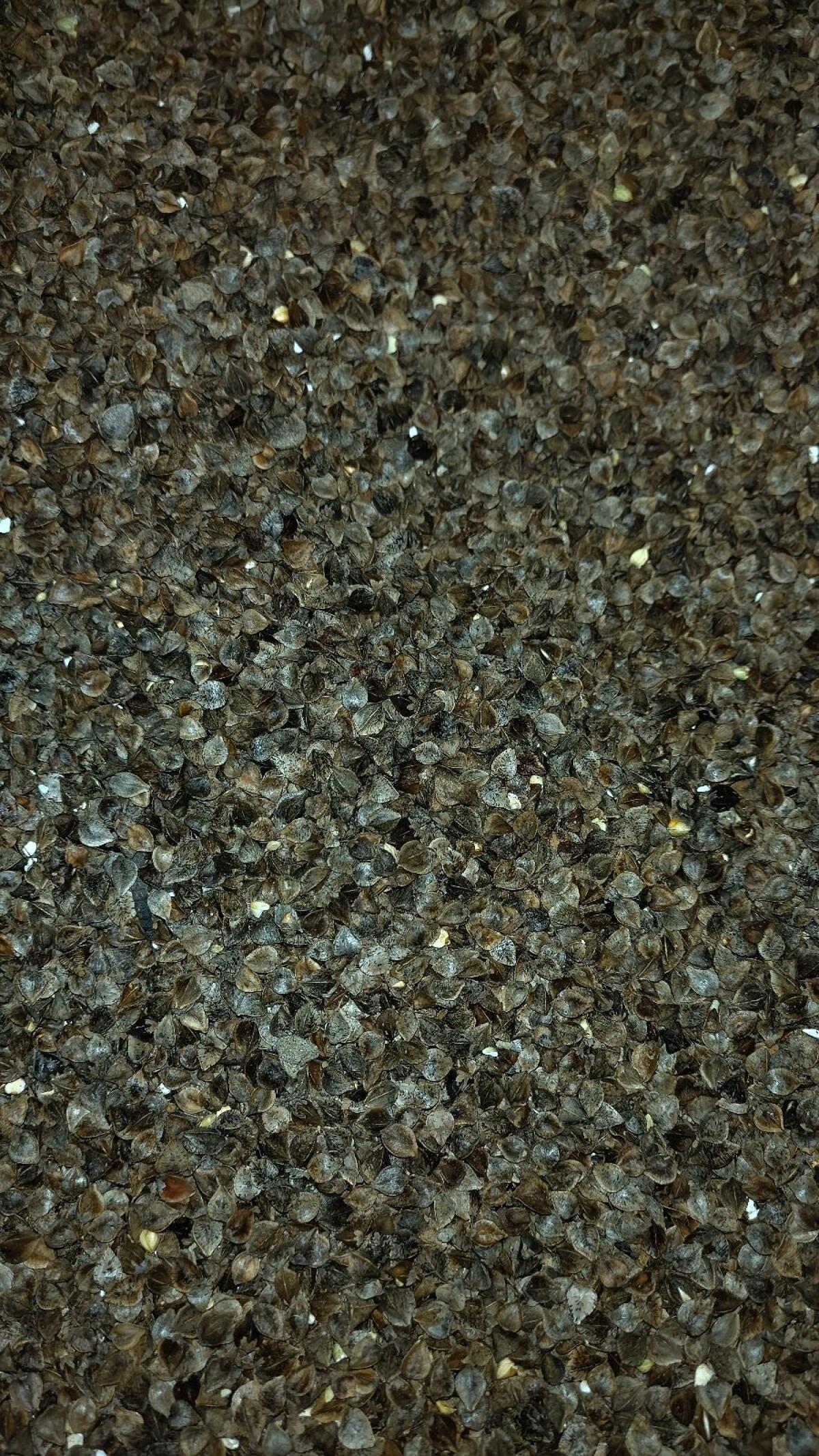 Bio Buchweizen 2025 3