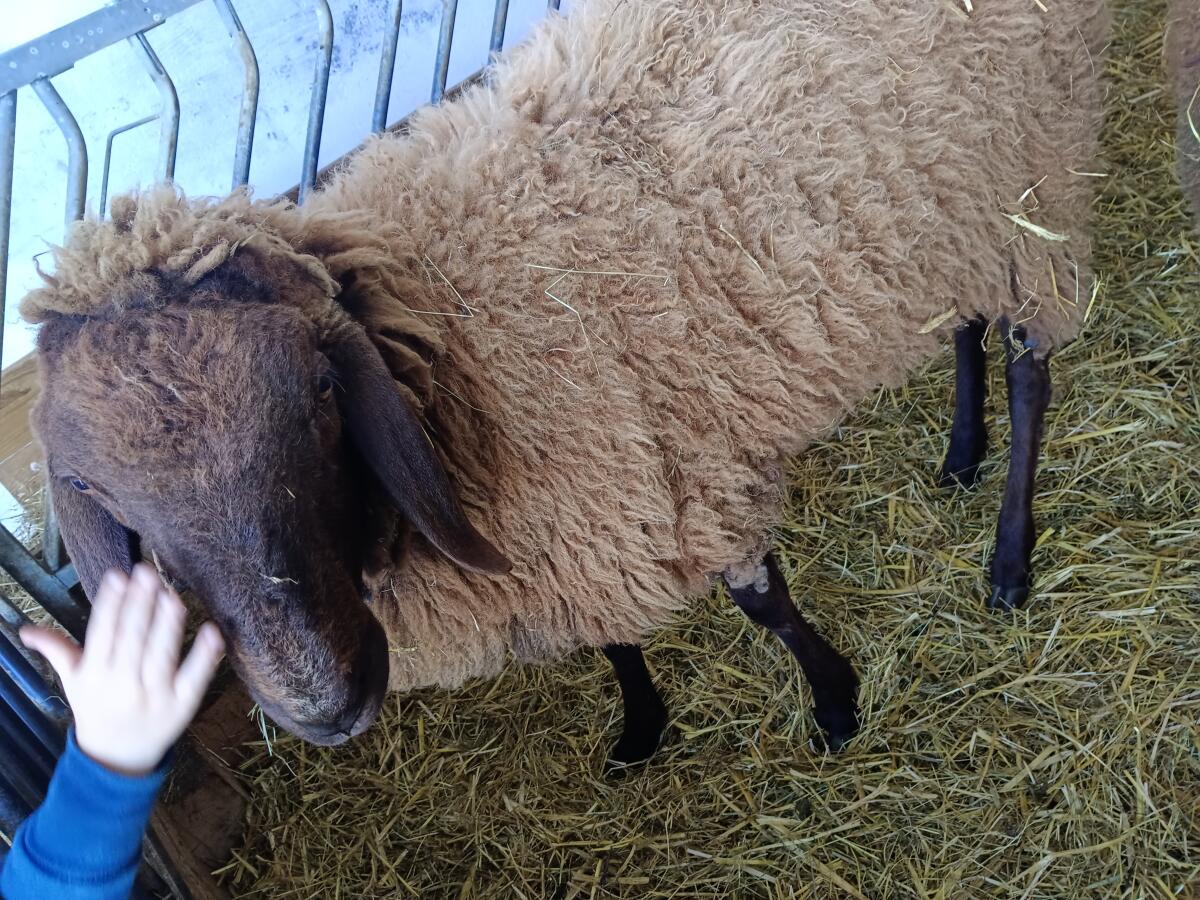 Brauner Bergschaf Widder 2