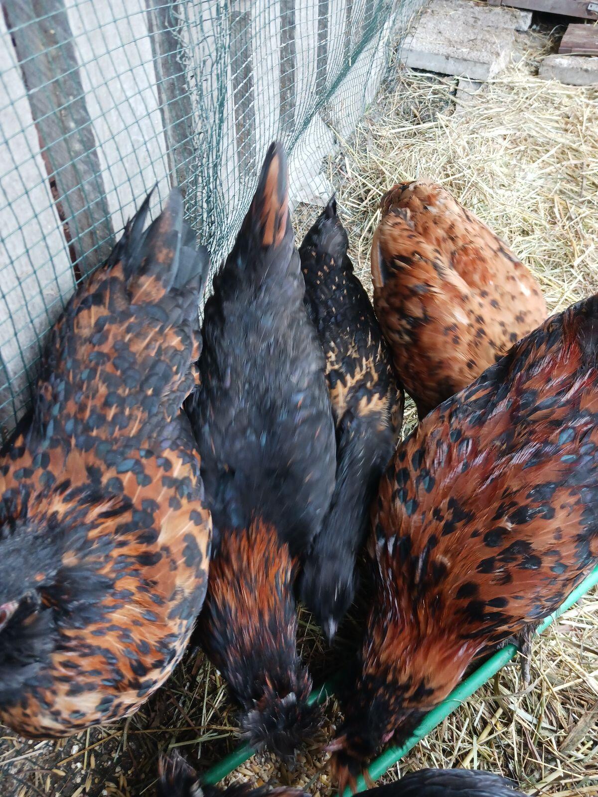 Junghennen und Hähne 3