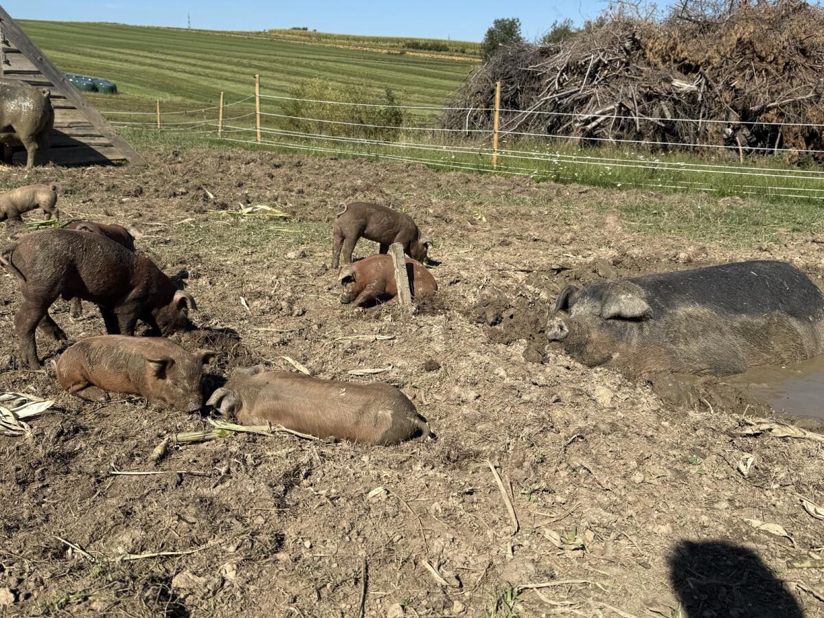 Duroc Bio 3