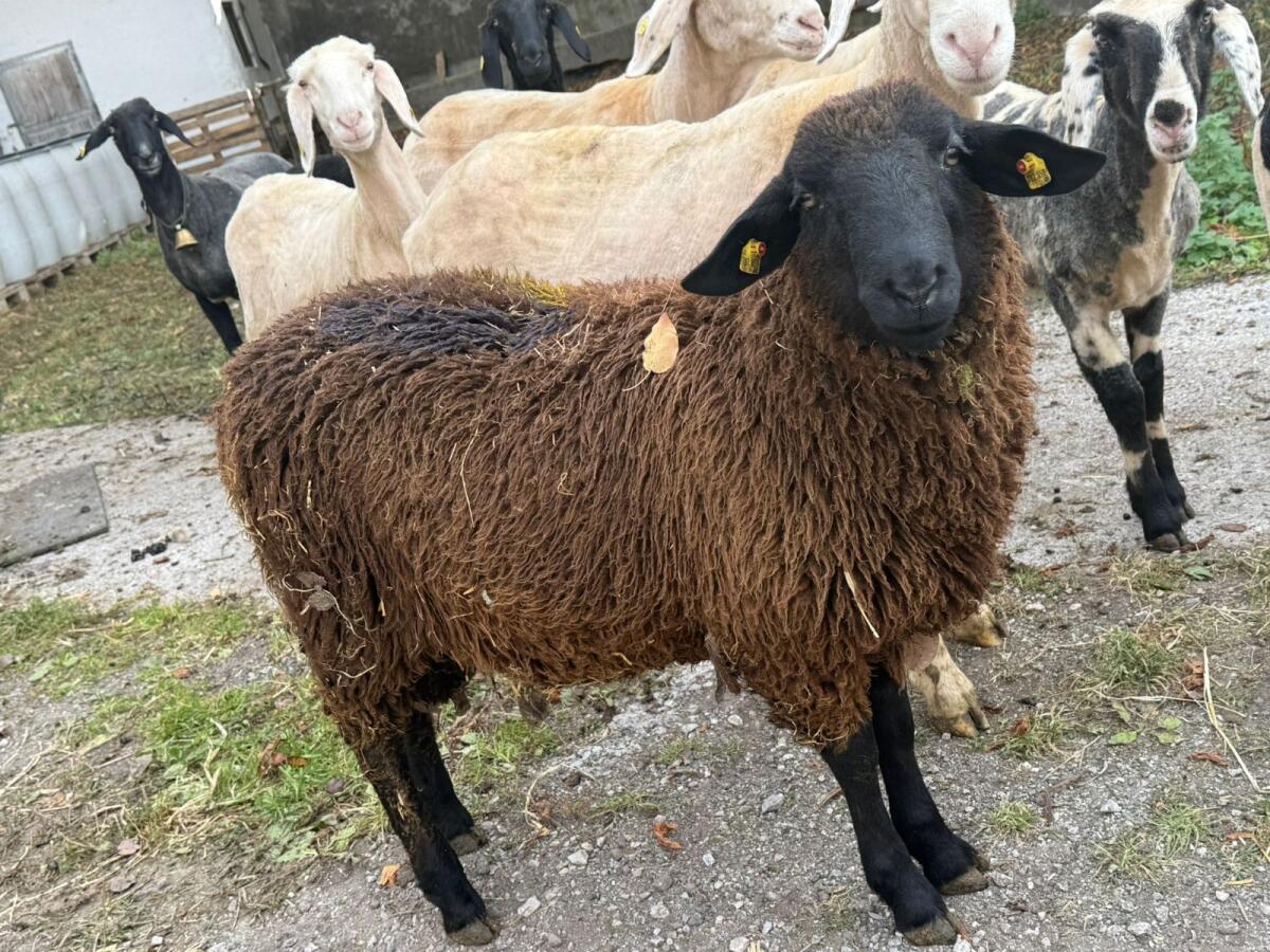 Verkaufe 2 Jungwidder, kein HB 1
