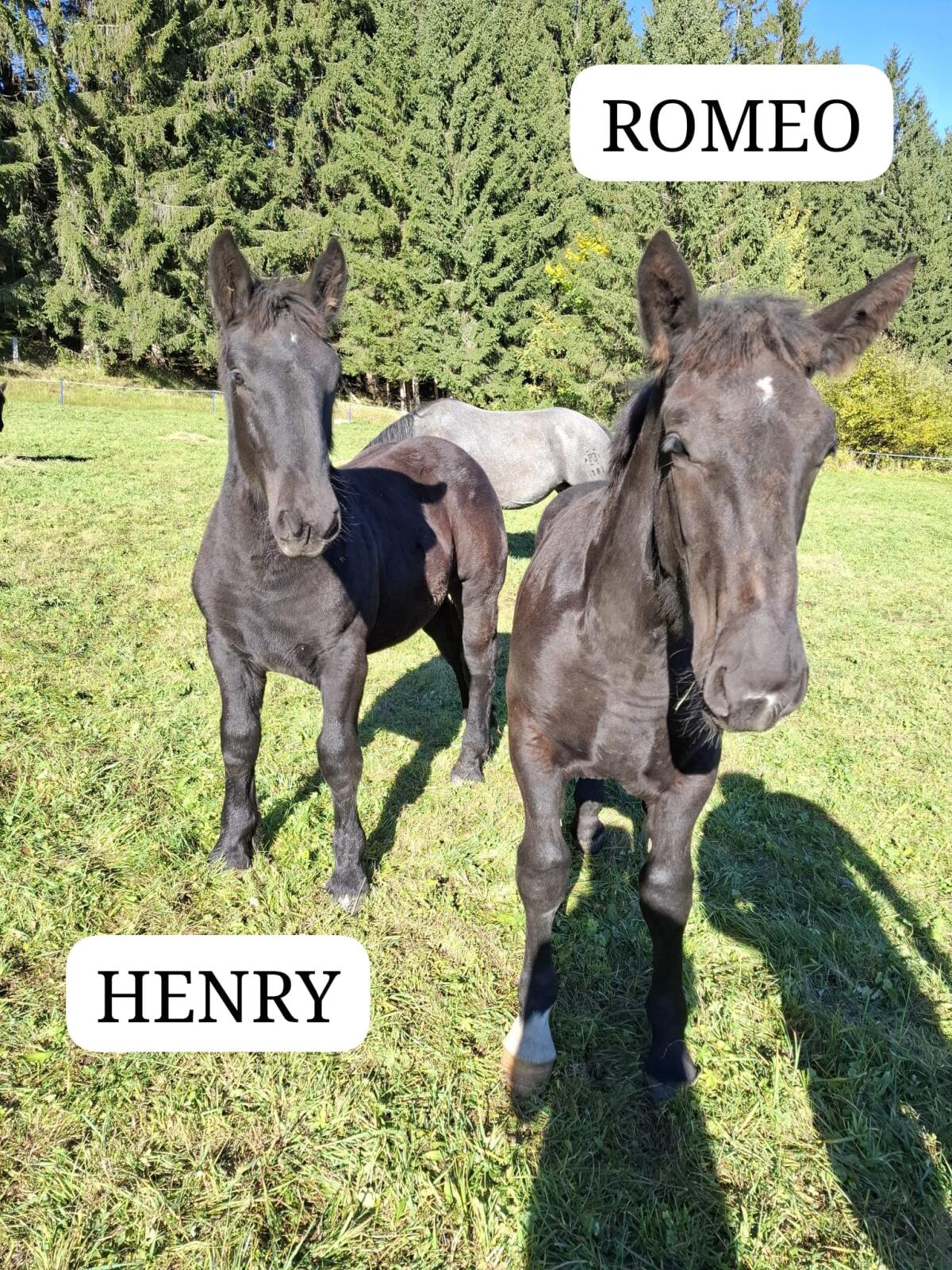 Noriker Hengst Henry und Romeo 3