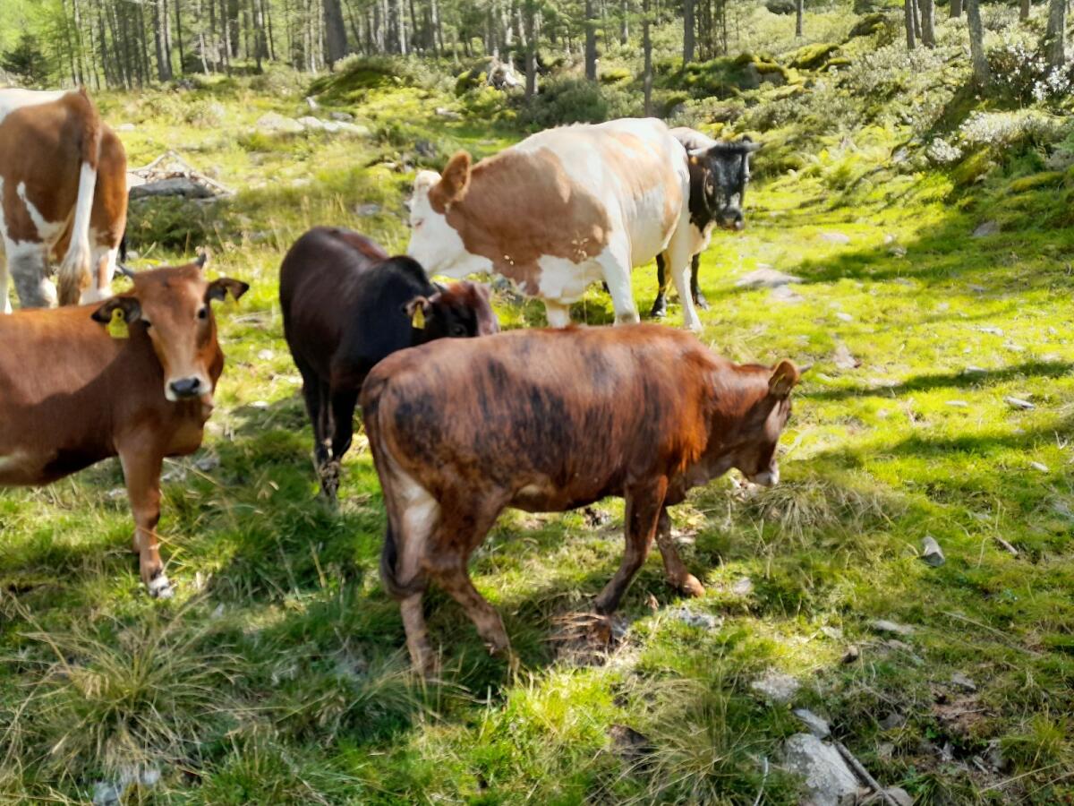 Verkaufe Bio Zwergzebu Kalbinnen 2