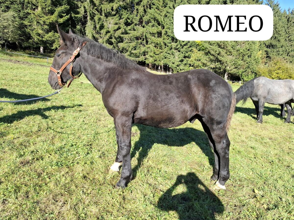 Noriker Hengst Henry und Romeo 2