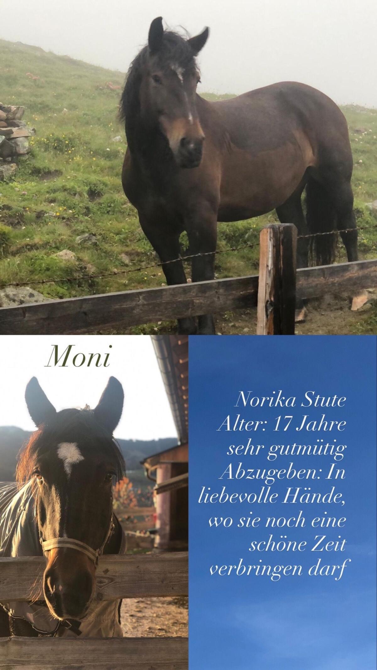 Norika Stute 1