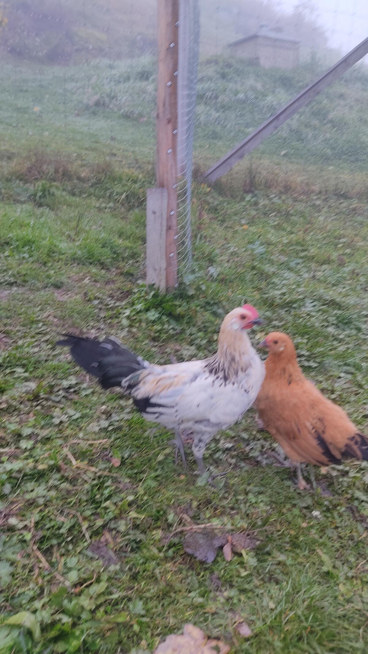 Zwerghähne 2