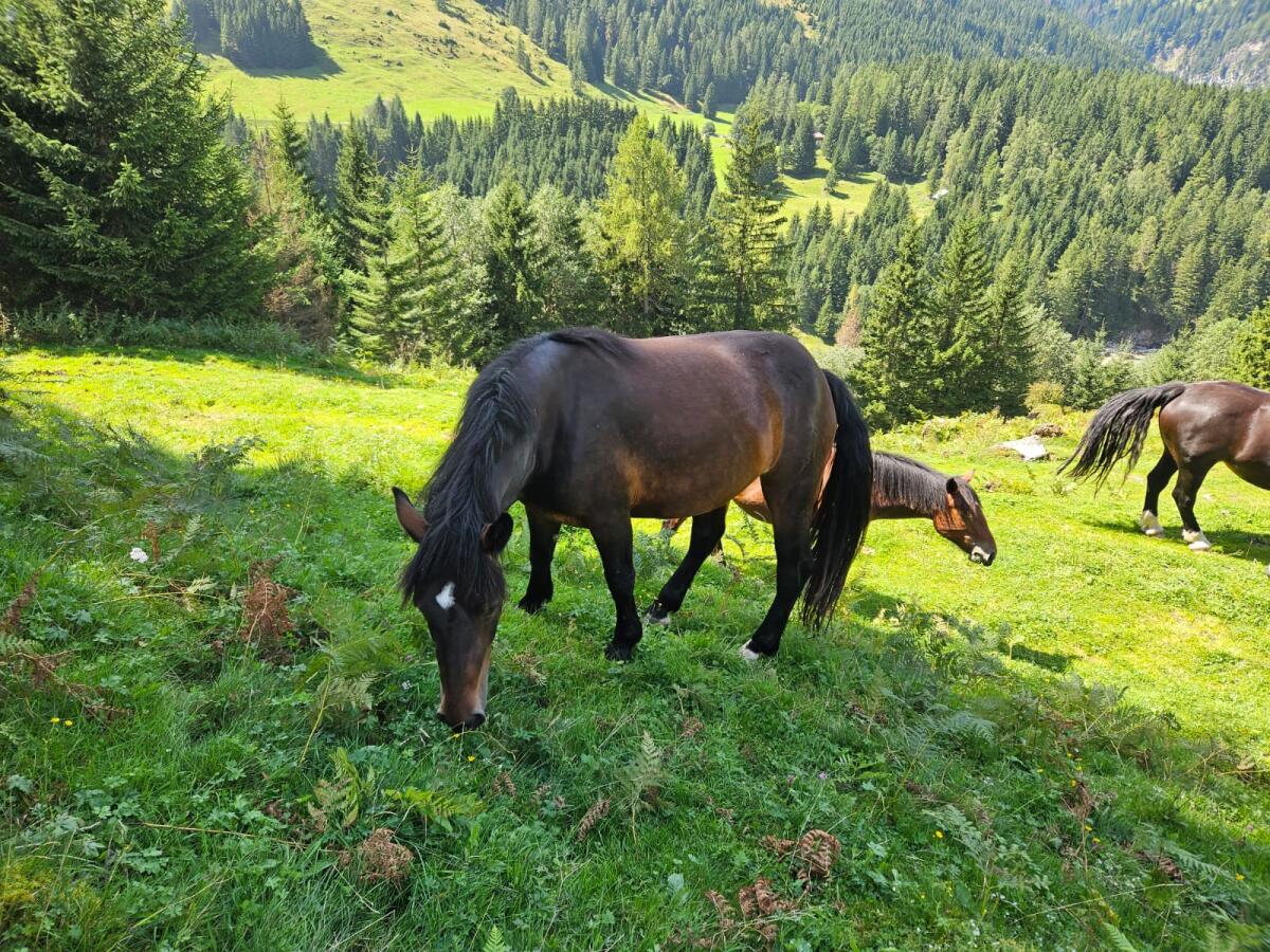 2-jährige Noriker-Jungstute 3