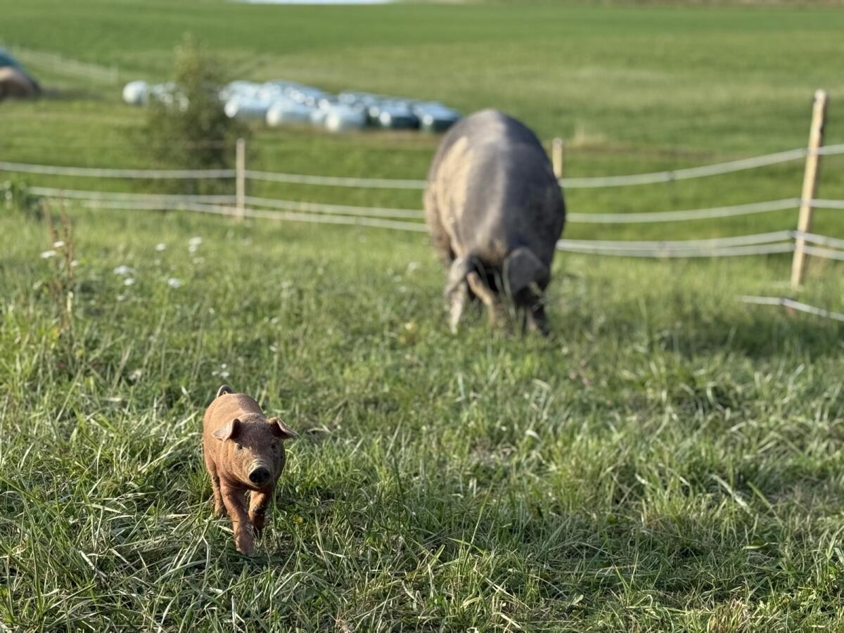 Duroc Bio 1