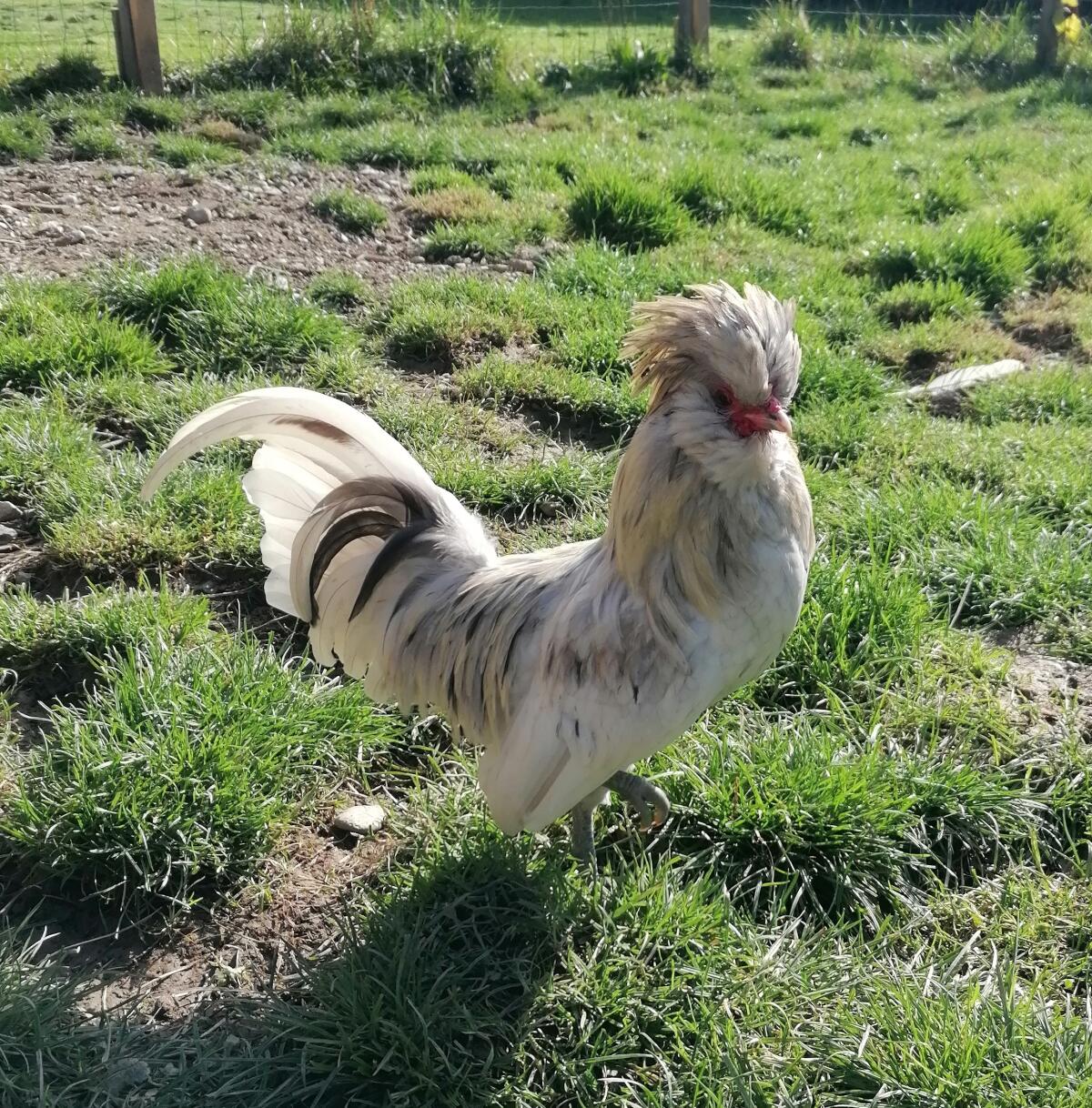 Junghähne (Zwergpaduaner, holländisches Zwerghaubenhuhn) 3