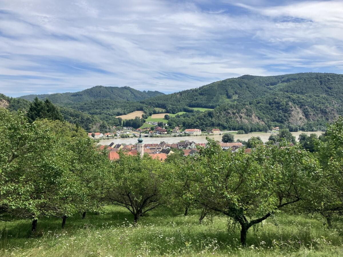 Wachauer Marillengarten zu verkaufen/verpachten 1