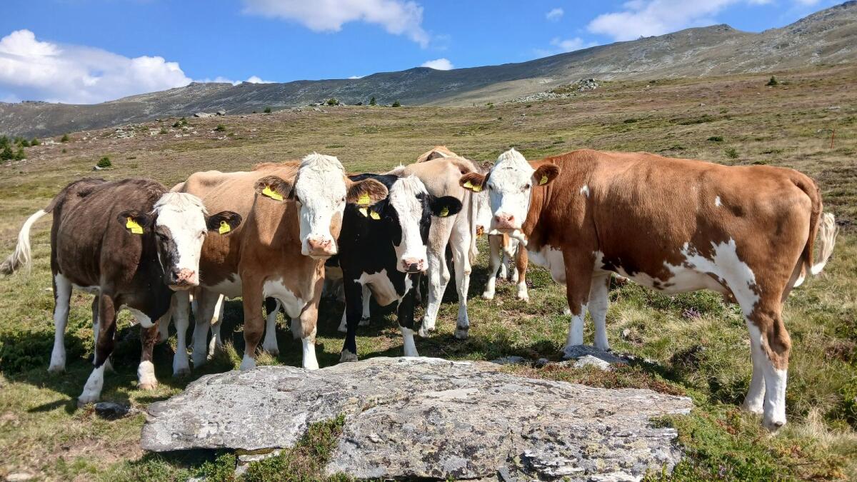 Bio Kalbinnen, Kalbin hochträchtig 2